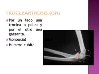  Por  un lado una
  troclea o polea y
  por el otro una
  garganta.
 Monoaxial
 Humero-cubital
 