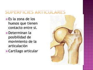  Es la zona de los
  huesos que tienen
  contacto entre si.
 Determinan la
  posibilidad de
  movimiento de la
  articulación
 Cartílago articular
 