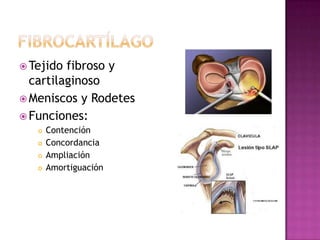  Tejido fibroso y
  cartilaginoso
 Meniscos y Rodetes
 Funciones:
      Contención
      Concordancia
      Ampliación
      Amortiguación
 