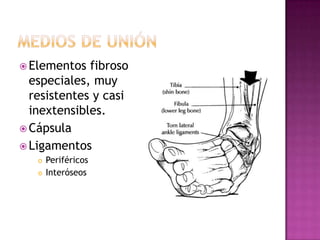  Elementos  fibroso
  especiales, muy
  resistentes y casi
  inextensibles.
 Cápsula
 Ligamentos
      Periféricos
      Interóseos
 