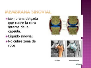  Membrana   delgada
  que cubre la cara
  interna de la
  cápsula.
 Líquido sinovial
 No cubre zona de
  roce
 