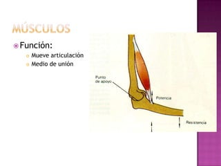  Función:
    Mueve articulación

    Medio de unión
 