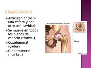  Articulan entre si
  una esfera y por
  otro una cavidad
 Se mueve en todos
  los planos del
  espacio (triaxial)
 Coxofemoral
  (cadera)
 Glenohumeral
  (hombro)
 