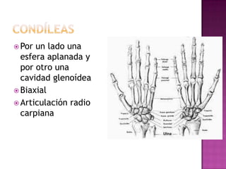  Por un lado una
  esfera aplanada y
  por otro una
  cavidad glenoídea
 Biaxial
 Articulación radio
  carpiana
 