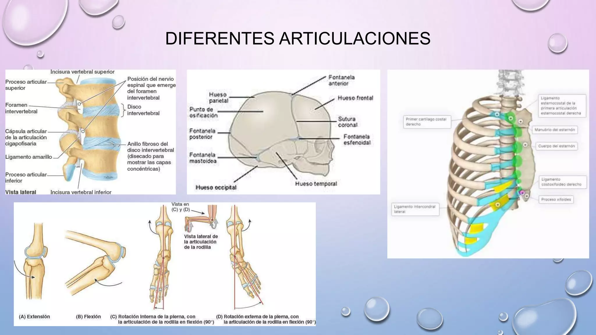 artrolog-a-clasificaci-n-de-tipos-de-las-articulaciones-1-pptx