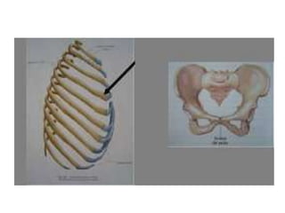 Sincondroses cranianas:- Esfeno-etmoidal;- Esfeno-petrosa;- Intra-occipital anterior;- Intra-occipital posterior;