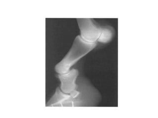 Termos morfológicos:- Serrátil;- Denticulada;- Escamosa;- Limbosa;- Plana;- Esquindilese