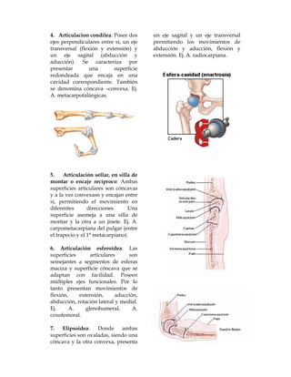 4. Articulacion condílea: Posee dos      un eje sagital y un eje transversal
ejes perpendiculares entre si, un eje    permitiendo los movimientos de
transversal (flexión y extensión) y      abducción y aducción, flexión y
un eje sagital (abducción y              extensión. Ej. A. radiocarpiana.
aducción). Se caracteriza por
presentar        una      superficie
redondeada que encaja en una
cavidad correspondiente. También
se denomina cóncava –convexa. Ej.
A. metacarpofalángicas.




5.    Articulación sellar, en silla de
montar o encaje recíproco: Ambas
superficies articulares son cóncavas
y a la vez convexasn y encajan entre
si, permitiendo el movimiento en
diferentes       direcciones.     Una
superficie asemeja a una silla de
montar y la otra a un jinete. Ej. A.
carpometacarpiana del pulgar (entre
el trapecio y el 1° metacarpiano).

6. Articulación esferoídea: Las
superficies      articulares     son
semejantes a segmentos de esferas
maciza y superficie cóncava que se
adaptan con facilidad. Poseen
múltiples ejes funcionales. Por lo
tanto presentan movimientos de
flexión,    extensión,      aducción,
abducción, rotación lateral y medial.
Ej.      A.    glenohumeral,       A.
coxofemoral.

7.   Elipsoidea:    Donde     ambas
superficies son ovaladas, siendo una
cóncava y la otra convexa, presenta
 