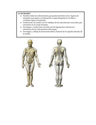 ACTIVIDADES
   Nombre todas las articulaciones que pueda encontrar en las figuras de
     esqueleto que siguen a continuación. Luego búsquelas en un libro y
     corríjalas según corresponda.
   Confeccione un cuadro con los subtipos de las articulaciones sinoviales que
     encuentre en el cuerpo humano.
   Investigue y confeccione una lista con los ligamentos extrínsecos e
     intrínsecos de las articulaciones del cuerpo.
   Investigue y dibuje las inserciones tibial y femoral de la cápsula articular de
     la rodilla.
 