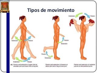Tipos de movimiento
 