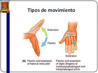 Tipos de movimiento
 