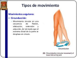 Tipos de movimiento
Movimientos angulares:
 Circunducción:
 Movimiento circular en una
secuencia de flexión,
abducción, extensión y
aducción, de tal modo que el
extremo distal de la parte se
desplaza en círculo.
 