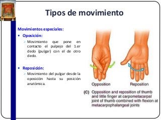 Tipos de movimiento
Movimientos especiales:
 Oposición:
 Movimiento que pone en
contacto el pulpejo del 1.er
dedo (pulgar) con el de otro
dedo.
 Reposición:
 Movimiento del pulgar desde la
oposición hasta su posición
anatómica.
 