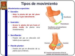 Tipos de movimiento
Movimientos especiales:
 Eversión:
 Aleja la planta del pie del plano
medio y la gira lateralmente.
 Inversión:
 Acerca la planta del pie hacia el
plano medio (la planta mira
medialmente).
 Dorsiflexión:
 Flexión del pie en dirección del
tobillo (cara superior).
 Flexión plantar:
 Flexión del pie en dirección de su
planta (cara inferior).
 