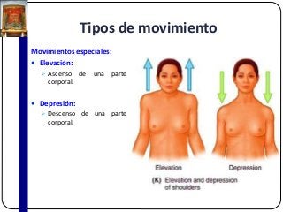 Tipos de movimiento
Movimientos especiales:
 Elevación:
 Ascenso de una parte
corporal.
 Depresión:
 Descenso de una parte
corporal.
 