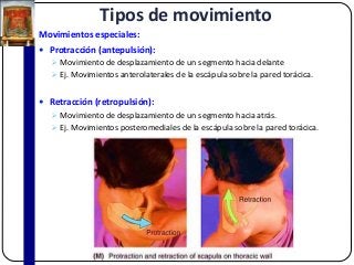 Tipos de movimiento
Movimientos especiales:
 Protracción (antepulsión):
 Movimiento de desplazamiento de un segmento hacia delante
 Ej. Movimientos anterolaterales de la escápula sobre la pared torácica.
 Retracción (retropulsión):
 Movimiento de desplazamiento de un segmento hacia atrás.
 Ej. Movimientos posteromediales de la escápula sobre la pared torácica.
 