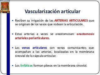 Vascularización articular
 Reciben su irrigación de las ARTERIAS ARTICULARES que
se originan de los vasos que rodean la articulación.
 Estas arterias a veces se anastomosan: anastomosis
arteriales periarticulares.
 Las venas articulares son venas comunicantes que
acompañan a las arterias, localizadas en la membrana
sinovial de la cápsula articular.
 Los linfáticos forman plexos en la membrana sinovial.
 