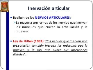 Inervación articular
 Reciben de los NERVIOS ARTICULARES:
La mayoría son ramos de los nervios que inervan
los músculos que cruzan la articulación y la
mueven.
 Ley de Hilton (1963): “los nervios que inervan una
articulación también inervan los músculos que la
mueven y la piel que cubre sus inserciones
distales”.
 