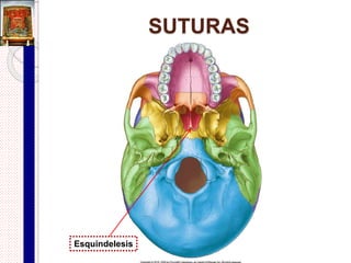 Sutura plana o armónica
 Caras articulares rectangulares alargadas que al unirse
dejan ver una línea recta (se ponen en contacto
superficies planas y lineales).
 Ejemplos:
Articulación nasonasal (sutura internasal)
Articulación nasomaxilar
Sutura intermaxilar.
 
