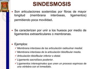 Sutura plana o armónica
 