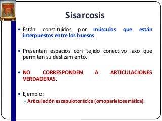 Sisarcosis
 Están constituidos por músculos que están
interpuestos entre los huesos.
 Presentan espacios con tejido conectivo laxo que
permiten su deslizamiento.
 NO CORRESPONDEN A ARTICULACIONES
VERDADERAS.
 Ejemplo:
Articulación escapulotorácica (omoparietoserrática).
 