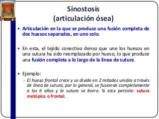 Sinostosis
(articulación ósea)
 Articulación en la que se produce una fusión completa de
dos huesos separados, en uno solo.
 En esta, el tejido conectivo denso que une los huesos en
una sutura ha sido reemplazado por hueso, lo que produce
una fusión completa a lo largo de la línea de sutura.
 Ejemplo:
 El hueso frontal crece y se divide en 2 mitades unidas a través
de línea de sutura, por lo general, se fusionan completamente
a los 6 años y la sutura se borra. Si esta persiste: sutura
metópica o frontal.
 