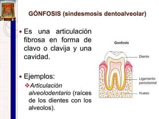 Sutura dentada o serrada
 Presentan engranamientos o dientes que encajan entre
sí.
 Caras articulares en forma de sierra.
 Ejemplos:
Sutura coronal.
Sutura interparietal
Sutura occipitoparietal.
 