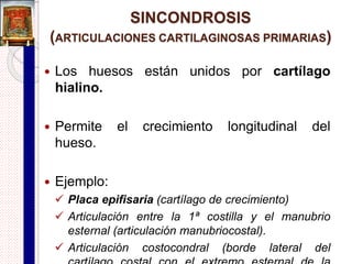 Sutura dentada o serrada
 