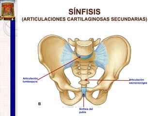 Sindesmosis
Membrana interósea
Articulación tibiofibular distal
 