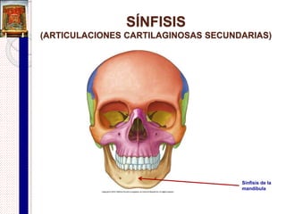 Sindesmosis
Ligamento
sacroilíaco
posterior
 