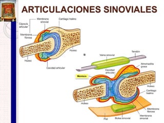 Gónfosis
(Sindesmosis dentoalveolar)
 Es un tipo de articulación fibrosa en la cual un proceso
semejante a una clavija o espina queda encajado en una
cavidad o alveolo.
 Es inmóvil (sinartrosis).
 Ejemplo:
 Articulación alveolodentario (entre la raíz del diente y el proceso
alveolar del maxilar o la mandíbula).
 El tejido conectivo fibroso denso entre un diente y su
cavidad es el ligamento periodontal.
 