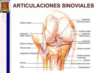 Gónfosis
(Sindesmosis dentoalveolar)
 