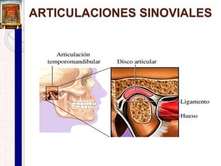 Articulaciones cartilaginosas
Articulaciones
cartilaginosas
Primarias
o
sincondrosis
Secundarias
o
sínfisis
 
