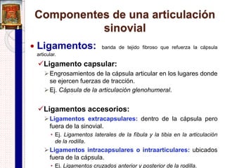 Articulaciones cartilaginosas primarias
o sincondrosis
 Ejemplos:
 Placa epifisaria (cartílago de crecimiento).
 Articulación entre la 1ª costilla y el manubrio
esternal (articulación manubriocostal).
 Articulación costocondral (borde lateral del
cartílago costal con el extremo esternal de la
costilla).
 Articulación esfeno occipital y esfeno basilar.
 