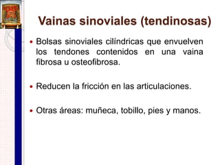 Articulaciones cartilaginosas secundarias
o sínfisis
Articulación
manubrioesternal
Articulación
xifoesternal
Articulación
intervertebrales
 