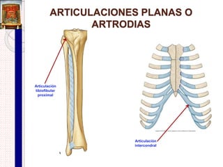 Características de las articulaciones
sinoviales
1. Las superficies articulares son totalmente
independientes y están revestidas de cartílago articular.
2. Los medios de unión fibrosos se sitúan periféricamente a
la superficies articulares, formando una cápsula fibrosa
que delimita una cavidad articular.
3. La cápsula fibrosa presenta un revestimiento interno
sinovial responsable de la producción de líquido sinovial,
el cual ocupa la cavidad articular y facilita el movimiento.
 