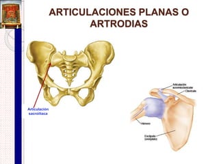Características principales de una
articulación sinovial
o
Menisco
 