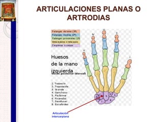 Componentes de una articulación
sinovial
 Caras (superficies) articulares:
Superficies que se encuentran en los extremos o bordes
de los huesos, revestidas de cartílago hialino.
 Cartílago articular:
Capa de cartílago hialino, que reviste por completo las
superficies articulares.
Reduce el rozamiento entre los huesos en la articulación
durante el movimiento y ayuda a amortiguar los golpes.
Carece de vasos y nervios, se nutre por difusión del
líquido sinovial.
 