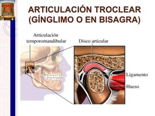 Componentes de una articulación
sinovial
 Cápsula articular:
 Membrana fibrosa que envuelve la cavidad sinovial en forma de
manguito.
 Formado por 2 capas:
 Membrana fibrosa externa:
 Se puede engrosar para formar ligamentos.
 Membrana sinovial interna:
 Produce líquido sinovial
o Funciones: reducir la fricción al lubricar las articulaciones,
proporcionar nutrientes, eliminar desechos metabólicos y
contiene células fagocíticas.
 Cavidad articular:
 Espacio virtual en el interior de la articulación ocupado por líquido sinovial.
 