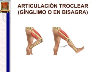  Ligamentos:
 Banda de tejido fibroso que refuerza la cápsula articular.
 Ligamento capsular:
 Engrosamientos de la cápsula articular en los lugares donde se ejercen
fuerzas de tracción.
 Ej. Cápsula de la articulación glenohumeral.
 Ligamentos accesorios:
 Ligamentos extracapsulares:
o Están fuera de la cápsula articular.
o Ej. Ligamentos colaterales de la tibia y del peroné en la articulación de
la rodilla.
 Ligamentos intracapsulares o intraarticulares:
o Se localizan dentro de la cápsula articular, pero fuera de la cavidad
sinovial.
o Ej. Ligamentos cruzados anterior y posterior de articulación de la rodilla.
Componentes de una articulación
sinovial
 