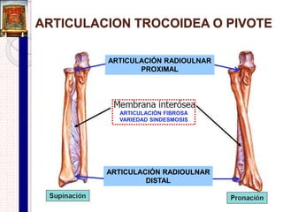 Otros componentes de una articulación
sinovial
 Disco articular:
Tabiques de fibrocartílago que se disponen entre las 2
superficies articulares y se unen, en su parte periférica a
la parte fibrosa.
Constituye un tabique intraarticular que divide a la
cavidad articular en 2 subcavidades, no teniendo
comunicación entre ellas.
Ej. disco articular de la ATM.
 