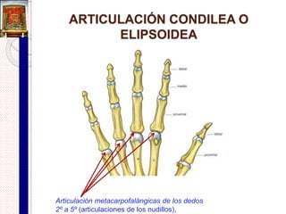 Funciones de los discos o meniscos
1. Amortiguación de los golpes.
2. Mejor encaje entre las superficies de los huesos de la
articulación.
3. Aporte de superficies adaptables para los movimientos
combinados.
4. Distribución del peso sobre una superficie de contacto mayor.
5. Distribución del lubricante sinovial sobre las superficies
articulares.
 