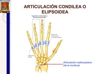 Otros componentes de una articulación
sinovial
 Rodete o labrum articular:
 Son anillos de fibrocartílago que se unen alrededor de las cavidades
articulares.
 Tiene un borde adherente en el contorno de la superficie articular y un
borde libre que queda proyectado en la cavidad articular.
 Al igual que los discos carecen de revestimiento de sinovial, y se
comportan como una extensión del cartílago articular.
 Visto en un corte son triangulares.
 Fx. Aumentar la superficie articular y mejorar la retención de pieza
ósea de mayor movilidad de la articulación.
 Ej. los labrum de las articulaciones glenohumeral y coxofemoral.
 