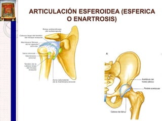 Bolsas (bursa) sinoviales
 Membranas te tejido conjuntivo que limitan una cavidad cerrada por
todos los lados.
 Facilita el deslizamiento de los órganos a los que se encuentran
anexas y reducir la fricción y amortiguar el movimiento en algunas
articulaciones (hombro y la rodilla).
 NO forman parte de las articulaciones.
 Están llenas de un líquido parecido al sinovial.
 Se localizan entre la piel y los huesos, entre tendones y huesos,
músculos y huesos y ligamentos y huesos.
 