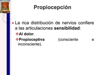 Características principales de una
articulación sinovial
PeriostioPeriostio
Ligamento
Cápsula
articular
Membrana
fibrosa
Membrana
sinovial
Cavidad
articular
(contiene el
líquido sinovial)
Membrana
sinovial
Cartílago
articular
Hueso
compacto
Cuerpo
adiposo
infrarotuliano
Cavidad
articular
Menisco
o
Disco articular
Modelo esquemático Articulación de la rodilla
 