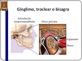 Gínglimo, troclear o bisagra
 