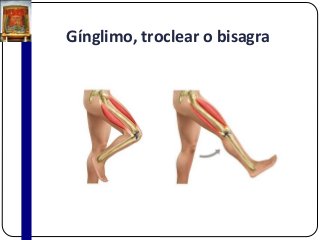 Gínglimo, troclear o bisagra
 