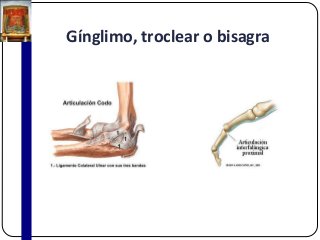 Gínglimo, troclear o bisagra
 