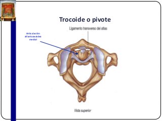 Trocoide o pivote
Articulación
atlantoaxoidea
medial
 