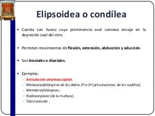 Elipsoidea o condílea
 Cuenta con hueso cuya prominencia oval convexa encaja en la
depresión oval del otro.
 Permiten movimientos de flexión, extensión, abducción y aducción.
 Son biaxiales o diaxiales.
 Ejemplos:
 Articulación atlantooccipital.
 Metacarpofalángicas de los dedos 2º a 5º (articulaciones de los nudillos).
 Metatarsofalángicas,.
 Radiocarpiana (de la muñeca).
 Talo navicular .
 